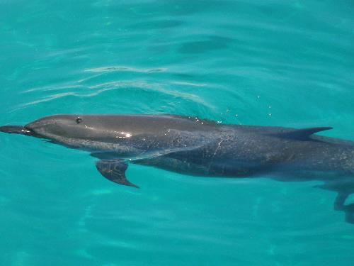 Dolphin - Dolphin Island located at Sinacaban Misamis Occidental