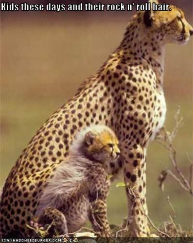 cheetah mom - funny picture mom cheetah does not approve of younger hairstyle