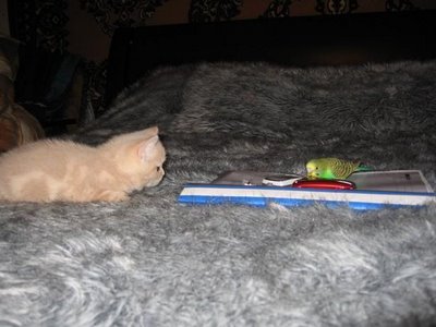 kitten  - this is a picture of cat and budgerigar