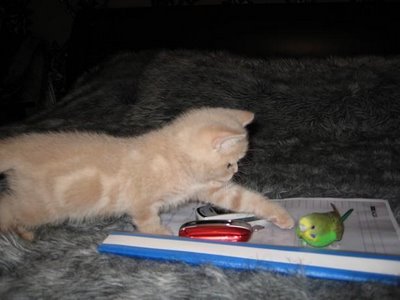 kitten and budgerigar - this is a picture of cat and budgerigar