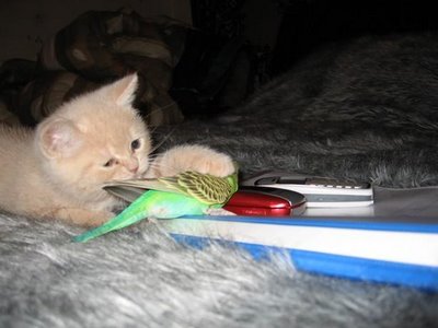 cat and budgerigar - this is a picture of cat and budgerigar
