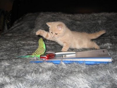 cat and budgerigar - this is a picture of cat and budgerigar