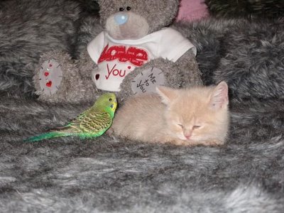cat and budgerigar - this is a picture of cat and budgerigar