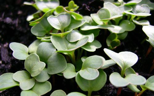 leaves - little green leaves