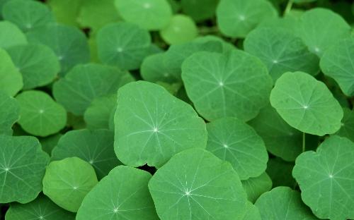 leaves - green leaves