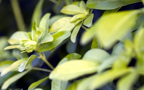 leaves - green and yellow leaves