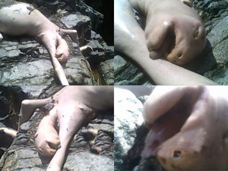 Panama Monster - Pictures of the 'Panama Monster' that was recently discovered.