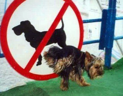a good dog - this dog is very very inteligent jajaja