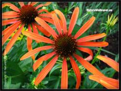 nature - nature is gods gift