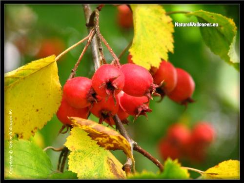 nature  - nature
