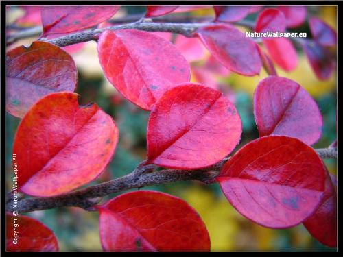 autumn - seasons are beautiful