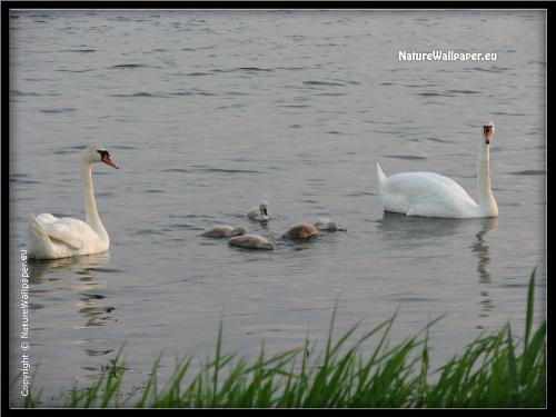 nature,birds - nature