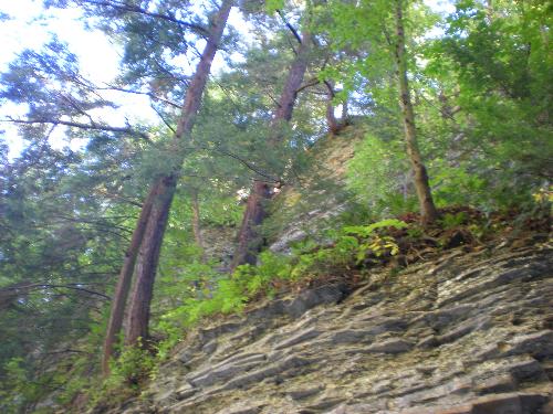 Looking up - Looking up while walking through the gorge!