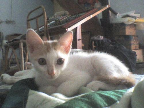 white cat - my funny white cat