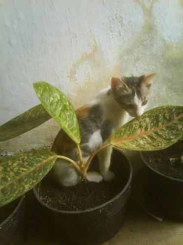 cat in the pot - a cat in the pot behind ornamental plant