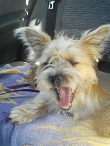laugh while you can and always keep smiling. - my dog on the way to the beach, in the middle of a yawn,