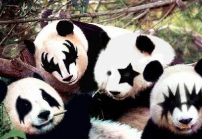 Kiss Pandas - Pandas with Kiss makeup. :)