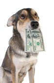 money - Dog with money