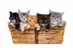 Kittens - Kittens in a basket.