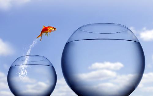 goldfish - pretty goldfish that jumps from one bowl to another.