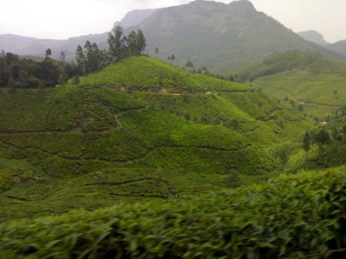 A farm in a hill area - It is place named munnar in our country. such a nice and a cool place..