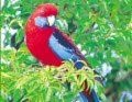 rosella - rosella