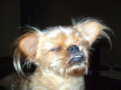 dog - my dog after a rough day!