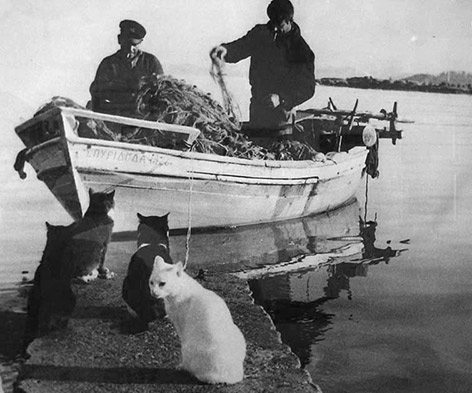 greek fishermen - greek fishermen. and cats