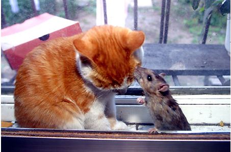 cat and mouse - yes it is meant to confuse you