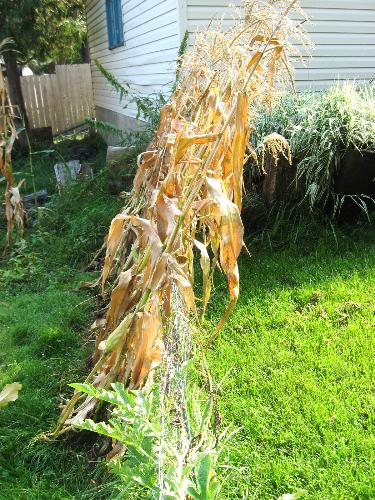 Corn stalks - Drying out for fall decorations