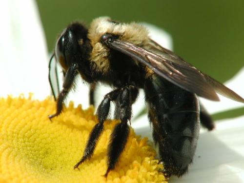 bee - this is how it looks like...