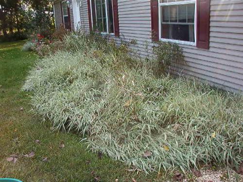 Varigated Silver ornamental grass - A perennial that I discovered is really good for blocking out all weeds. Looks nice as well but does get tall and will actually choke out other small desirable plants as well. Good as a background for tall plants like you see here or around tall evergreens.