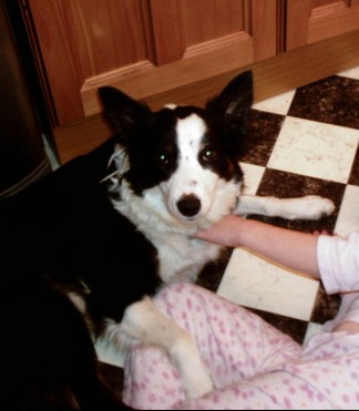 My dog Pippa - My Border Collie Pippa:)