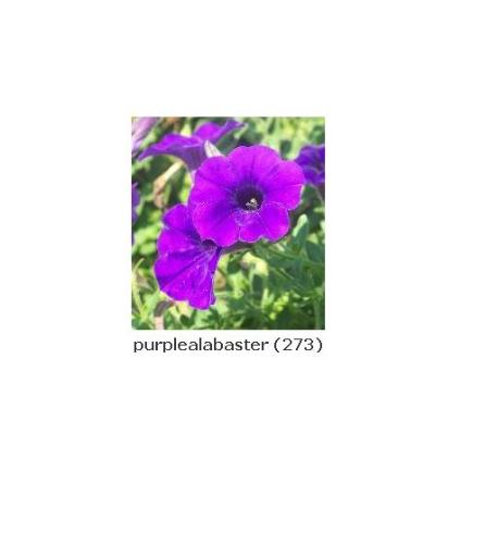 purplealabaster - a great friend