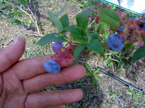a fruit  - Do you know what fruit is that ?