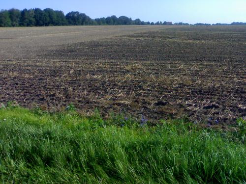 land - a new land with a little grass