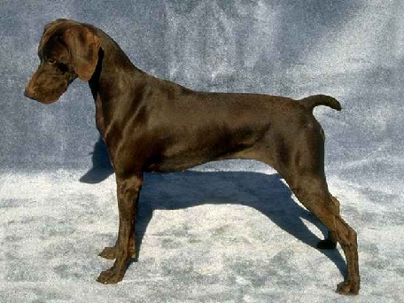 Liver German Shorthaired Pointer - An example of a liver colored German Shorthaired Pointer.