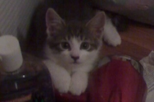Bella -  The runt of the litter. Little cutie pie.