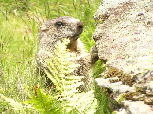 Marmot - Marmot was looking out from his cave