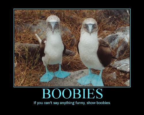 boobies - Cute picture of two birds known as boobies