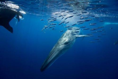 big whale - A big whale is hunting small fish.