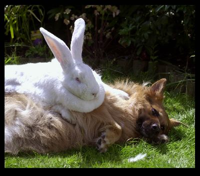 winning rabbit - what happens when wolves attack rabbits