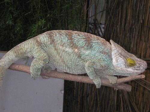 Gary, the Camelion  - A lovely boy, very laid back :-)