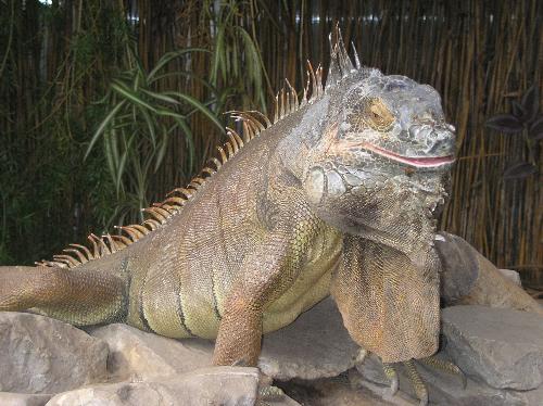 Oasis Lizard - This was a cheeky chappy