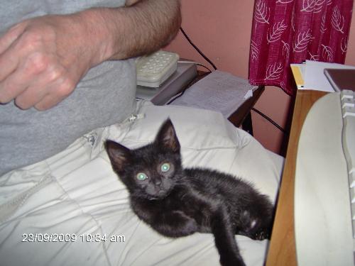 My new kitten, Shadow - This is my new kitten who is just 11 weeks old and just arrived yesterday.