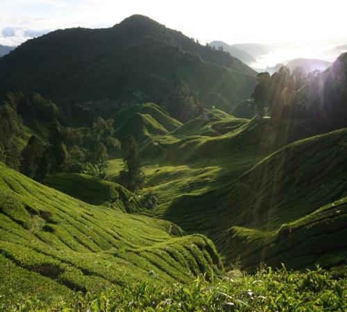 Malaysia - Cameron Heights, Malaysia