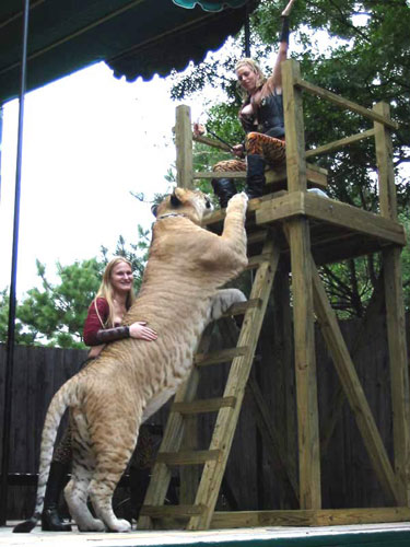 liger - biiiiig