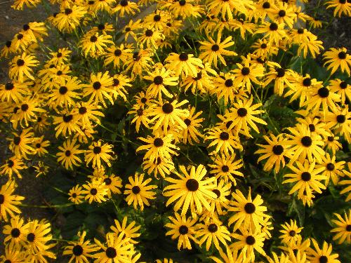 Flowers - Brown eye susans