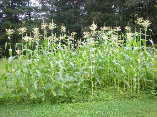 cornstalks - cornstalks in the garden
