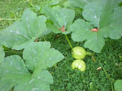 Pumpkins - Start of the pumpkins